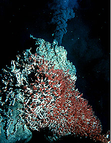 Endeavour Hydrothermal Vents